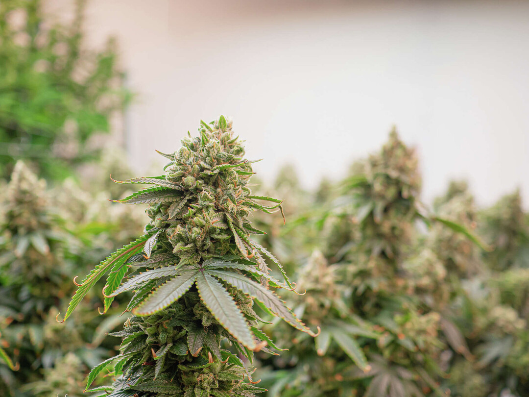Texas Lawmakers Scramble for Last-Minute Deal on THC Products