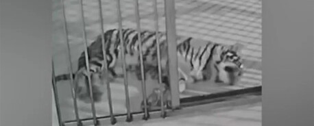 Chinese Zoo Caught Using Dead Tiger Cub’s Footage in Live Stream to Solicit Donations