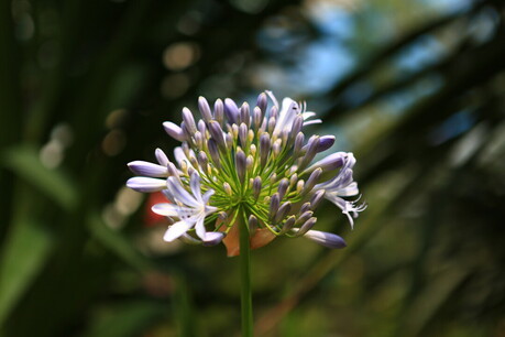 The flowers at Magok Seoul Botanic Garden are blessing the approach of spring.
