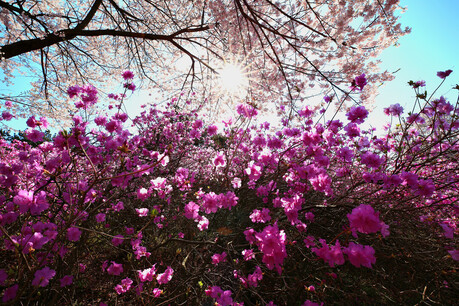 Scenery of the Azalea and Cherry Blossom Festival held at Jindallae Dongsan in Wonmi-gu, Bucheon-si
