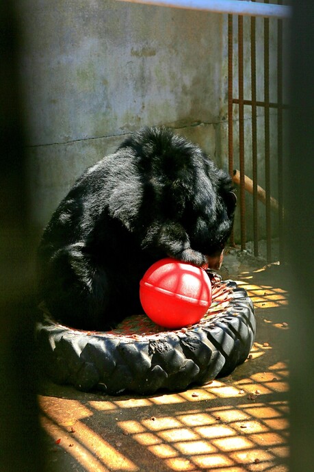 Project Moon Bear: Environmental activists are protecting and managing the bears. -6