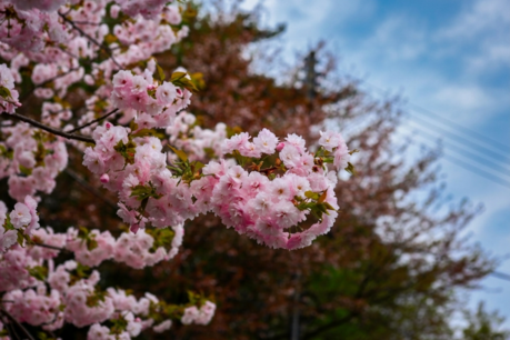 The cherry blossoms at Gakwonsa Temple in Cheonan are in full bloom, making the area beautiful.
