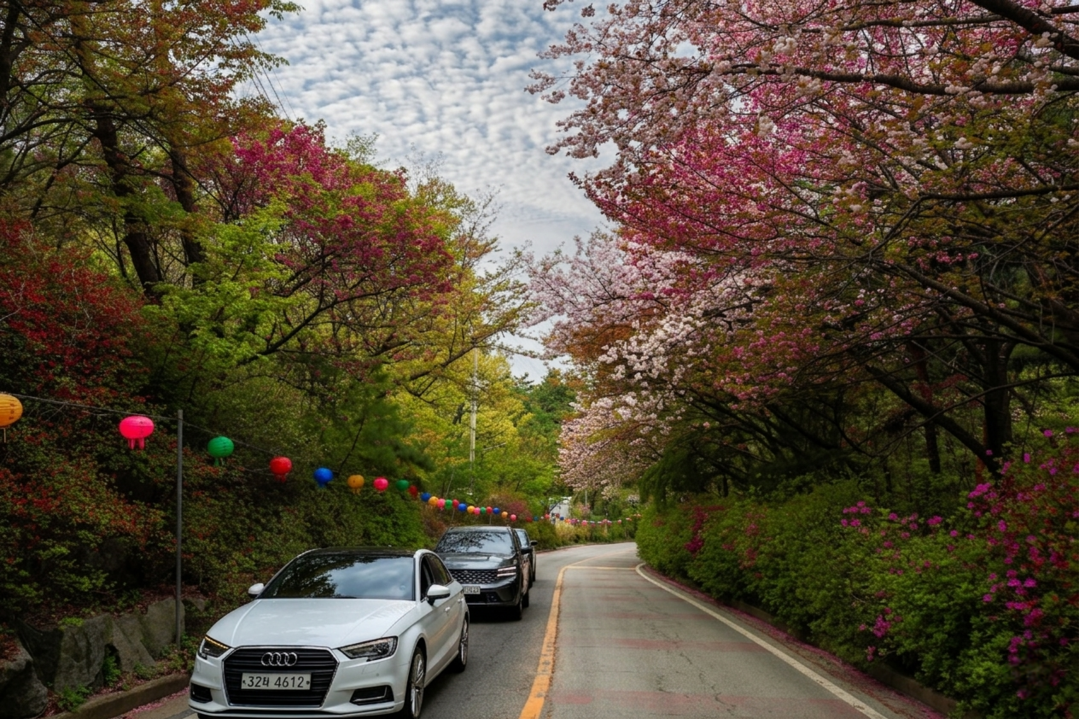 The cherry blossoms ...