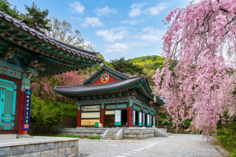 The cherry blossoms at Gakwonsa Temple in Cheonan are in full bloom and reaching their peak.