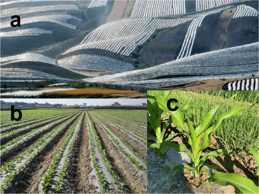 MAFRA Unveils Succes...