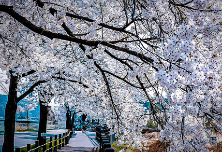 The cherry blossoms in South Korea are now falling. We won't be able to see them again until next spring.