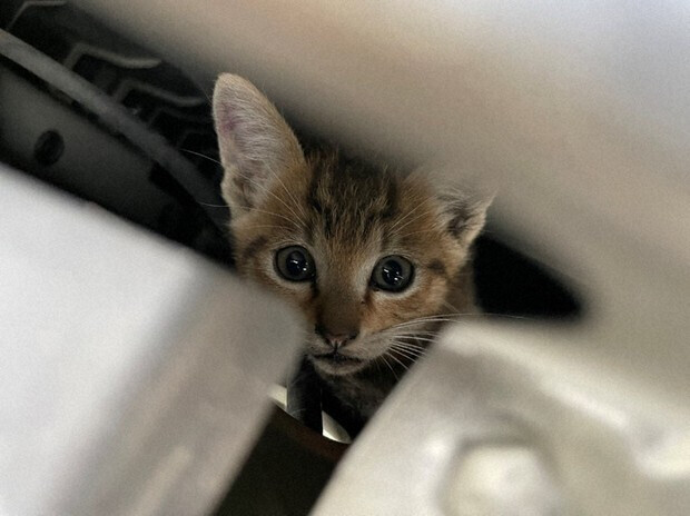 "More Than in Winter": Why Stray Cats Hide in Car Engine Rooms in June