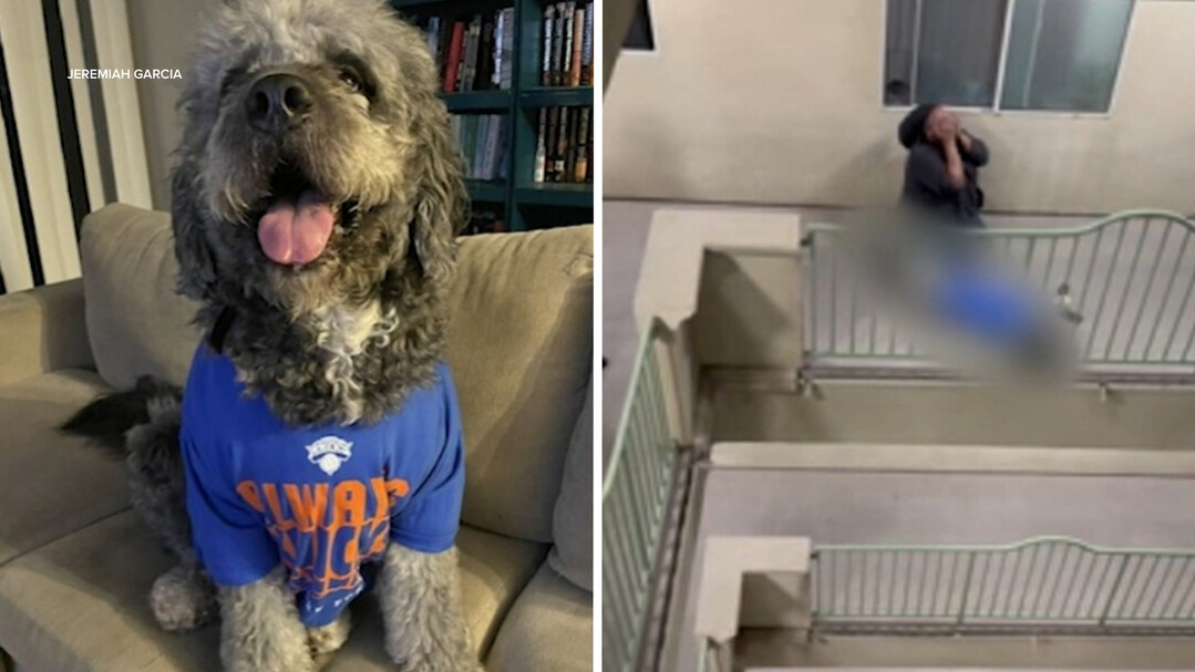 Tragedy in LA: Police Shoot and Kill Pet Dog Mistaking Celebration for Distress Call
