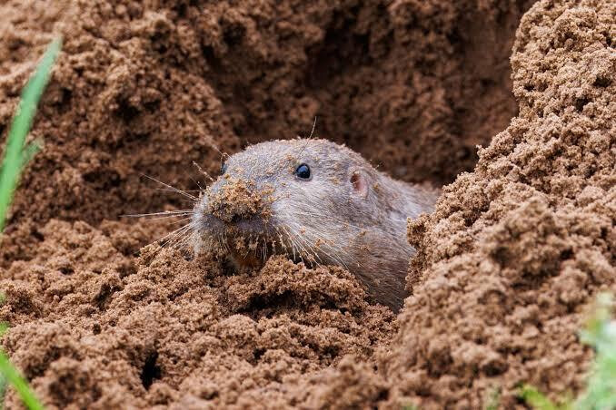 The Gopher Miracle: ...
